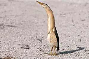 Minutus: Little Bittern - male standing on road - necked stretched up