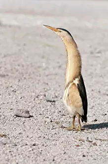 Minutus: Little Bittern - male standing on road - necked stretched up
