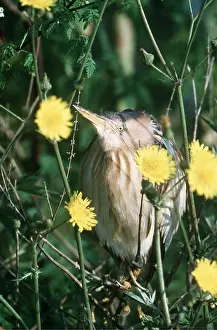 Bittern: LITTLE BITTERN - in meadow