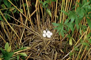 Ardea London: Little Bittern - nest with eggs