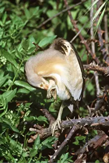 Bittern: LITTLE BITTERN - preening