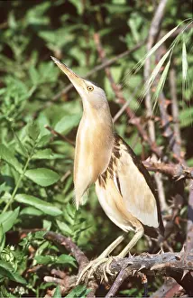 Bittern: LITTLE BITTERN - on thorny bush