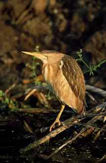 Bitterns: LITTLE BITTERN - ON TWIGS