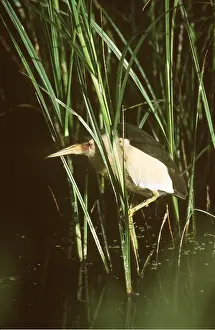 Bittern: LITTLE BITTERN - wading in reeds