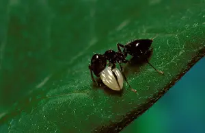 Wanderer: 'Little black antI (probably Iridomyrmex sp.)
