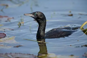Sulcirostris: Little Black Cormorant