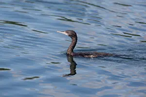 Sulcirostris: Little Black Cormorant