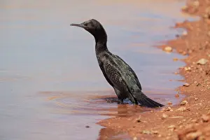 Sulcirostris: Little Black Cormorant