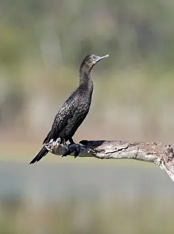 Sulcirostris: Little Black Cormorant