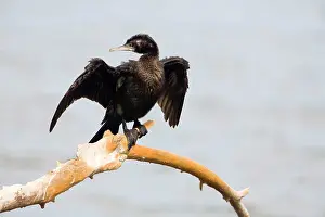 Sulcirostris: Little Black Cormorant - Drying wings