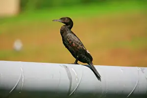 Sulcirostris: Little Black Cormorant - perched on a pipe crossing