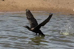 31517: Little Black Cormorant taking off from a pond at Peppim
