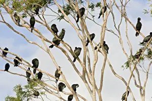 Sulcirostris: Little Black Cormorants - Flock of bird roosting