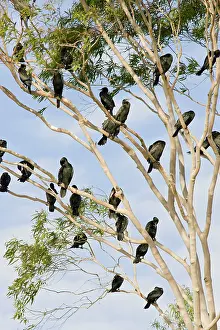 Sulcirostris: Little Black Cormorants - Flock of birds roosting