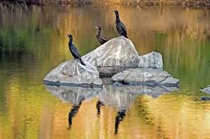 Sulcirostris: Little Black Cormorants - resting in exposed rocks in river