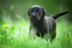 Curiously: Little black Labrador puppy walking curiously through