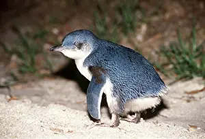 Peter Steyn: Little Blue / Fairy PENGUIN - juvenile