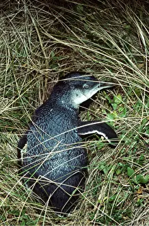 Fairy: Little Blue / Fairy Penguin - single, in grass