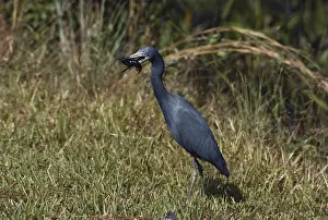 Hydranassa: Little Blue Heron