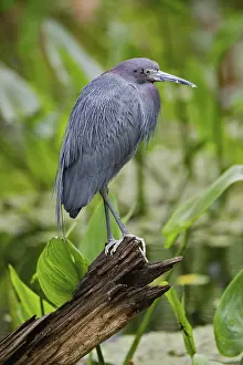 Naples: Little Blue Heron