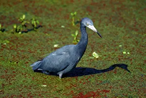 Caerulea: Little Blue Heron