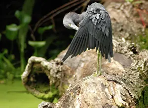 Preens: Little Blue Heron