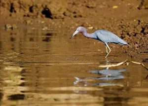 Caerulea: Little blue heron