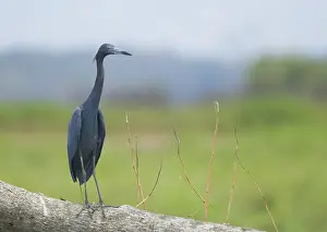 Caerulea: Little blue heron