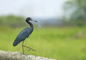 Caerulea: Little blue heron