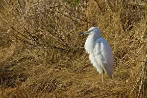 Virginia: Little Blue Heron