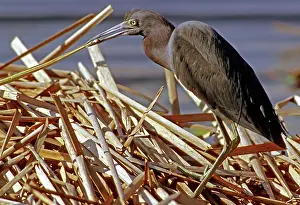 Capturing: Little Blue Heron capturing a snake