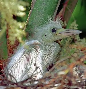 Caerulea: Little Blue Heron Chick