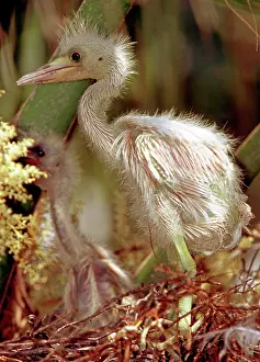 Caerulea: Little Blue Heron chick standing in nest