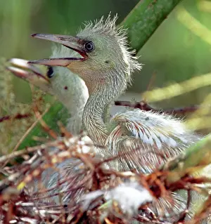 Caerulea: Little Blue Heron Chicks