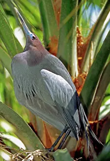 Caerulea: Little Blue Heron courtship display