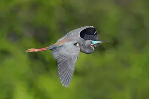 Caerulea: Little Blue Heron, Egretta caerulea, a small heron that bree