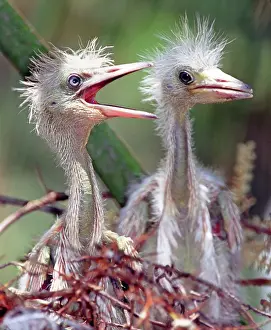 Caerulea: Little Blue Heron (Egretta caerulea) chicks