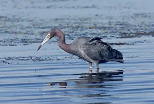 Caerulea: Little Blue Heron (Egretta caerulea) fishing