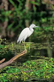 Egrets: Little Blue Heron (Egretta caerulea), immature