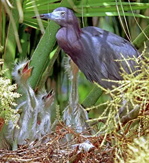 Caerulea: Little Blue Heron (Egretta caerulea) w/young
