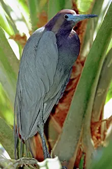 Caerulea: Little Blue Heron male in breeding colors