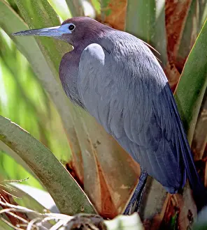 Caerulea: Little Blue Heron male in breeding colors