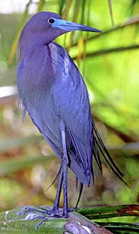 Caerulea: Little Blue Heron male in breeding colors