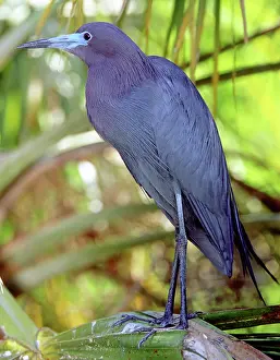 Caerulea: Little Blue Heron male in breeding colors
