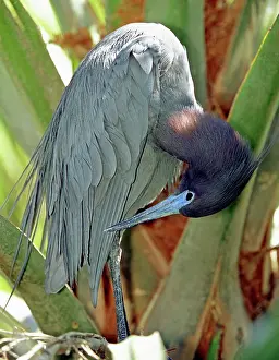 Caerulea: Little Blue Heron male preening