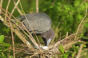Turning: Little Blue Heron - at nest, turning eggs