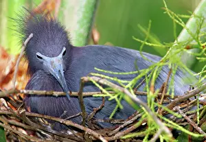 Caerulea: Little Blue Heron Nesting