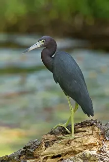 Tobago: Little Blue Heron perched by river Tobago