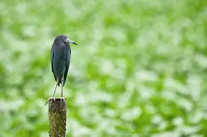 Airport: Little Blue Heron - on post - water treatment plant