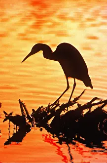 Kenneth W Fink: LITTLE BLUE HERON - silhouette